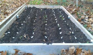 Garlic Bed At Fall Planting