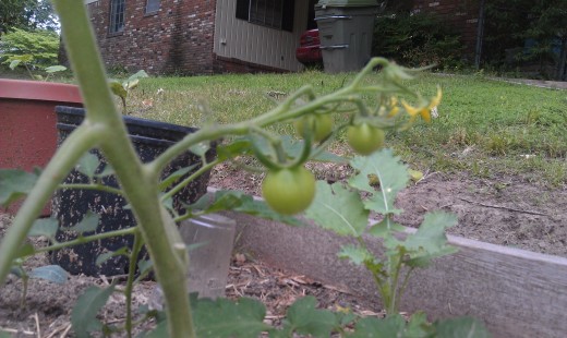 FIrst Tomatoes